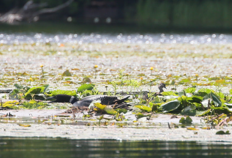 A female wood duck inspects the loon nest. Photo by Tig Tillinghast