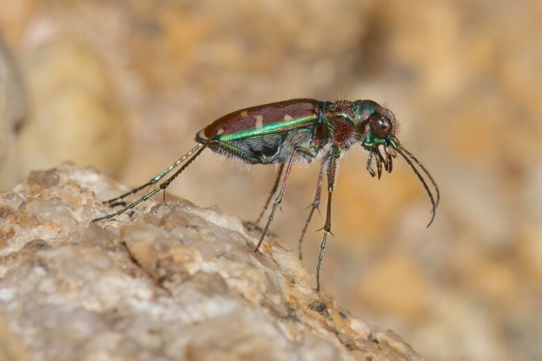 Common Claybank Tiger Beetle (Cicindela limbalis) found in Ferdinand, Vermont. © Laura Gaudette.