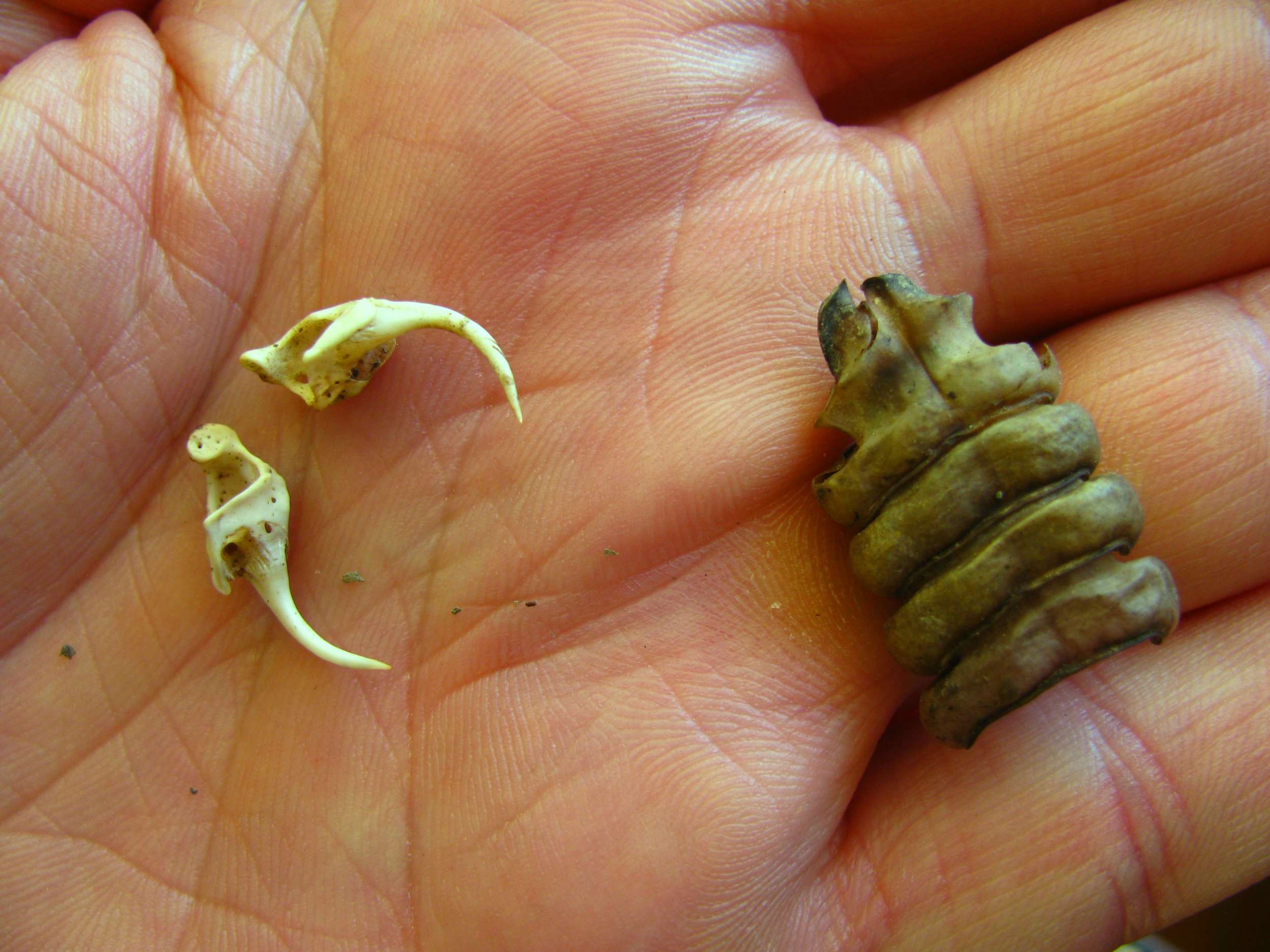 Set of fangs and rattle found among skeleton. Photo S. Faccio