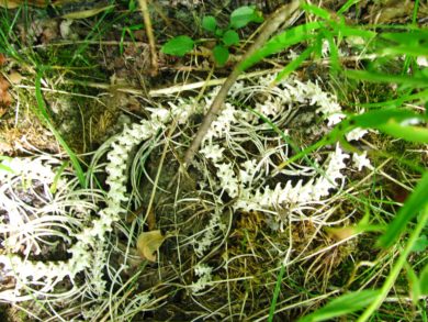 Timber Rattlesnake skeleton. Note neonate skeleton at bottom center. Photo S. Faccio