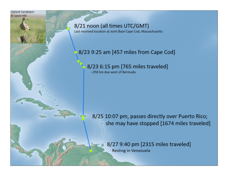 The trans-Atlantic flight of an Upland Sandpiper during autumn migration.