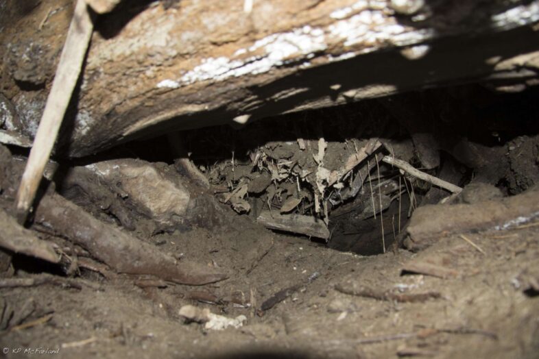 A view of the cozy interior of the lodge. © K.P. McFarland