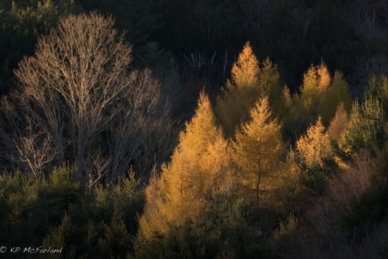 The final rays on a November day. / © K.P. McFarland