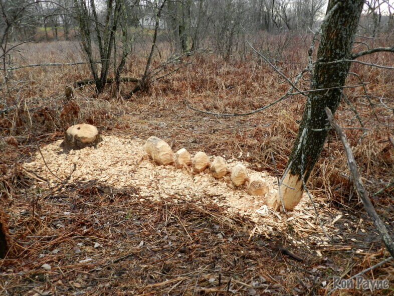 American Beaver (Castor canadensis) has done some fine wood work in Weybridge, Vermont. © Ron Payne