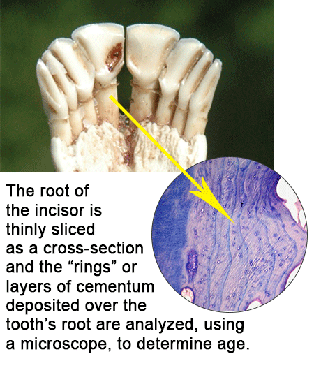 Photo courtesy of Vermont Fish & Wildlife Dept.