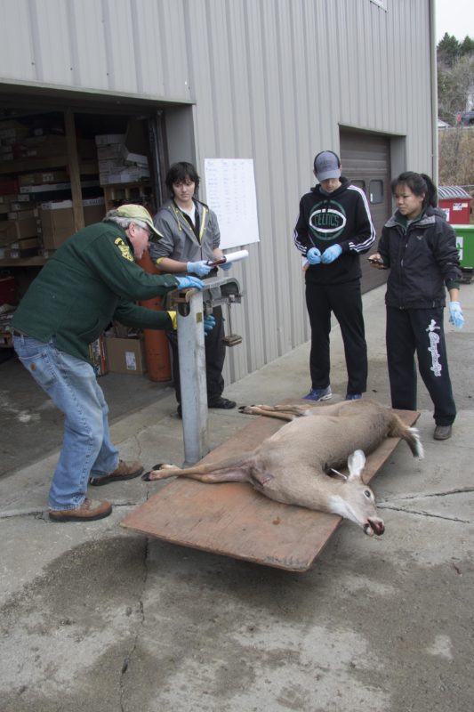 John Buck weighing a deer. © K.P. McFarland