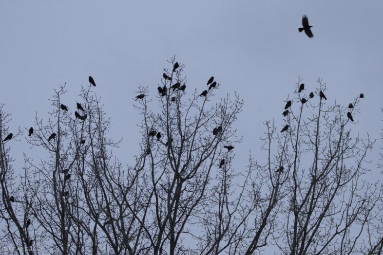 American Crows gathering near a winter roost site. © K.P. McFarland