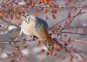 Join the 119th Annual Christmas Bird Count in Vermont