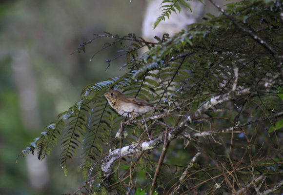 5310, , BITH Zapoten Pedro Genaro, BITH Zapoten Pedro Genaro, , image/jpeg, https://media.vtecostudies.org/wp-content/uploads/2017/03/08211744/BITH-Zapoten-Pedro-Genaro.jpg, 2500, 1667, Array, Array 