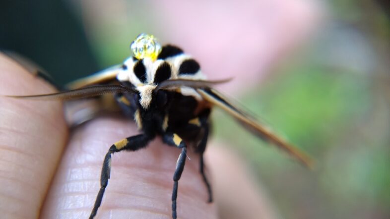 Virgin Tiger Moth (<i>Grammia virgo</i>), taken by Jason Hill with a smartphone and an $18 clip-on macro lens.