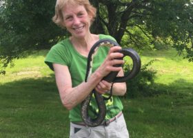 Vermont Initiates Study of Threatened Eastern Ratsnake