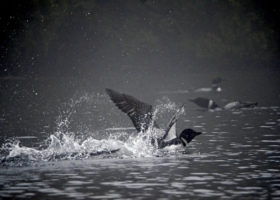 A Record Year for Vermont's Loons in 2017