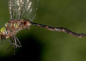 September 2017 iNaturalist Vermont Photo-Observation of the Month