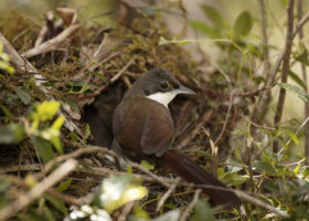 VCE Paper Sheds Light on Little-known Hispaniolan Endemic