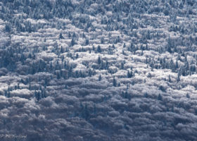 Field Guide to November 2017