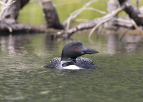 Outdoor Radio: Lake Fairlee Loons