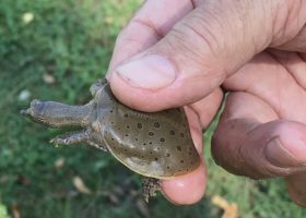 Take a Time Out for Turtles: Volunteers Needed for Nesting Beach Clean Up Day