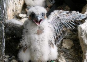 A Tale of Two Recoveries