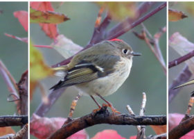 October 2017 iNaturalist Vermont Photo-Observation of the Month