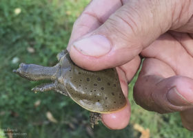 Outdoor Radio: Spiny Softshell Turtles