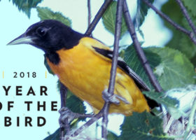 Sipping for Songbirds