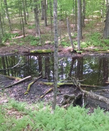 A vernal pool © Anna Autilio