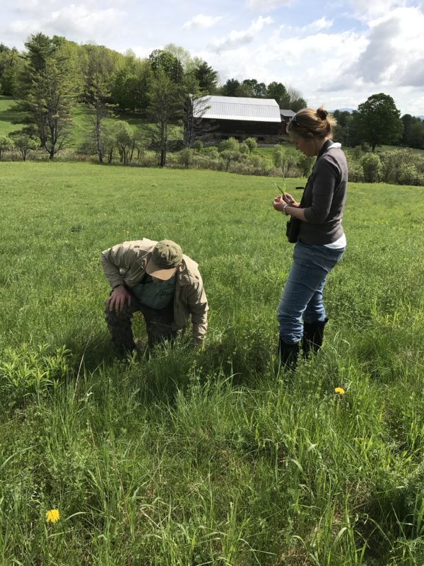 VCE Grasslands workshop