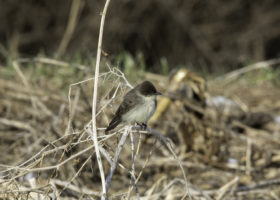 Bad Weather Yields Phoebe Bonanza