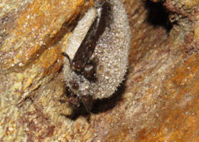 NH Winter Bat Surveys Reveal Decreasing Population