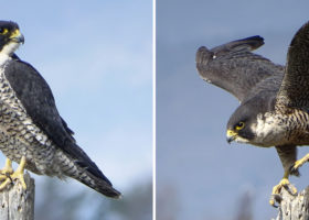 May 2018 Photo-observation of the Month