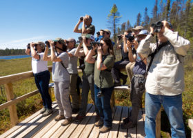 VCE Birdathon Terns up a Last-minute Surprise