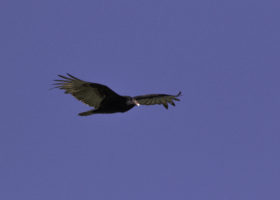 Outdoor Radio: Turkey Vultures Soar over the Capital