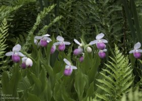 Field Guide to June 2018