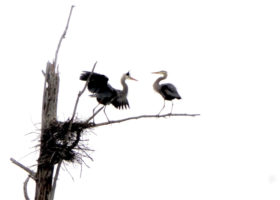 April 2018 Photo-observation of the Month