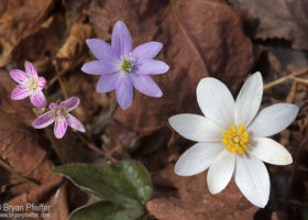 Field Guide to May 2019