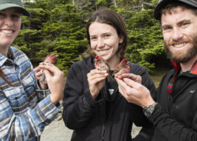 A Plethora of PUFIs on Mansfield