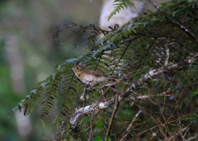 VCE Study Predicts Prime Habitat for Bicknell's Thrush