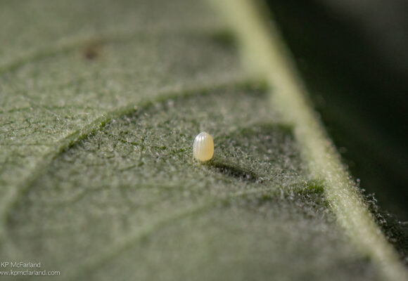 Monarch egg attached to the underside of a Common Milkweed leaf.  &copy; © KP McFarland