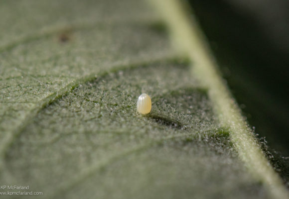 7002, , monarch-egg_KPMcFarland-2, Monarch egg attached to the underside of a Common Milkweed leaf. © KP McFarland, , image/jpeg, https://media.vtecostudies.org/wp-content/uploads/2018/08/08204236/monarch-egg_KPMcFarland-2.jpg, 2500, 1667, Array, Array © KP McFarland