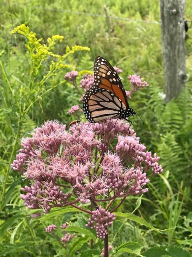 Monarch on Joe Pye Weed / © K.P. McFarland