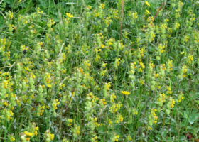 Holding the Line with Hayfield Invasives