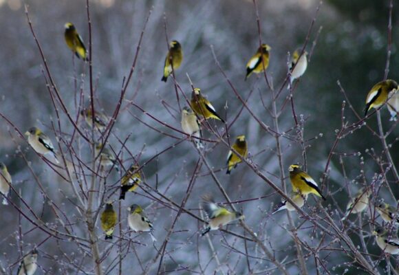 Evening Grosbeak flock gathering near a bird feeder.  &copy; © Jenn Megyesi