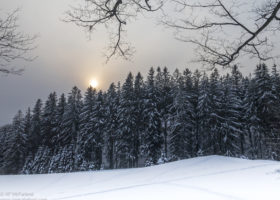 A Field Guide to December 2018