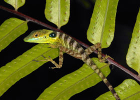 In Haiti, Mass Extinction Underway as Deforestation Nearly Complete