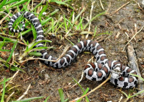 October 2018 Photo-observation of the Month