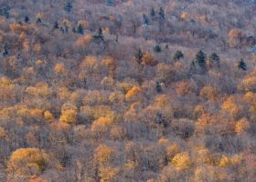 Field Guide to November 2018