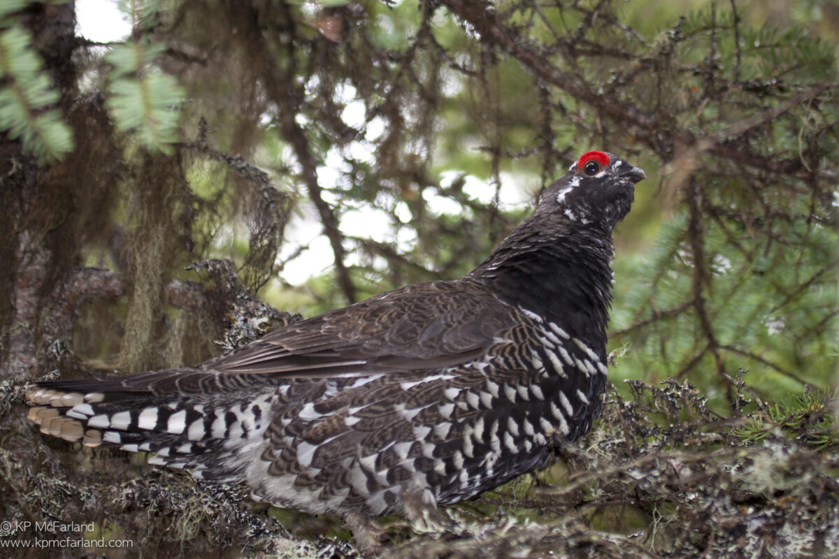 Spruce Grouse spend much of the winter in the canopy. &copy; © Kent McFarland