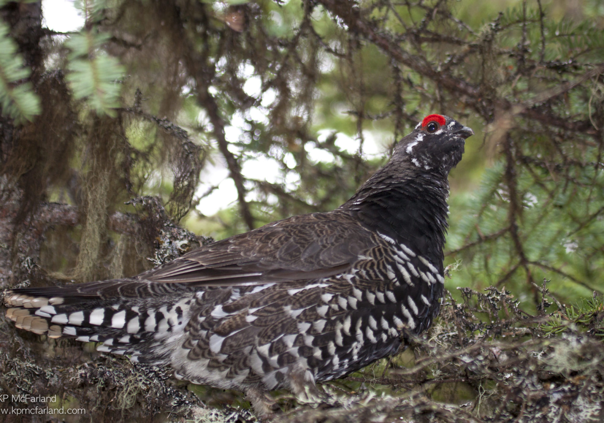 Spruce Grouse spend much of the winter in the canopy. © K.P. McFarland