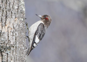 November 2018 Photo-observation of the Month