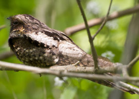 Where are the Whip-poor-wills? 2018 Field Season Update